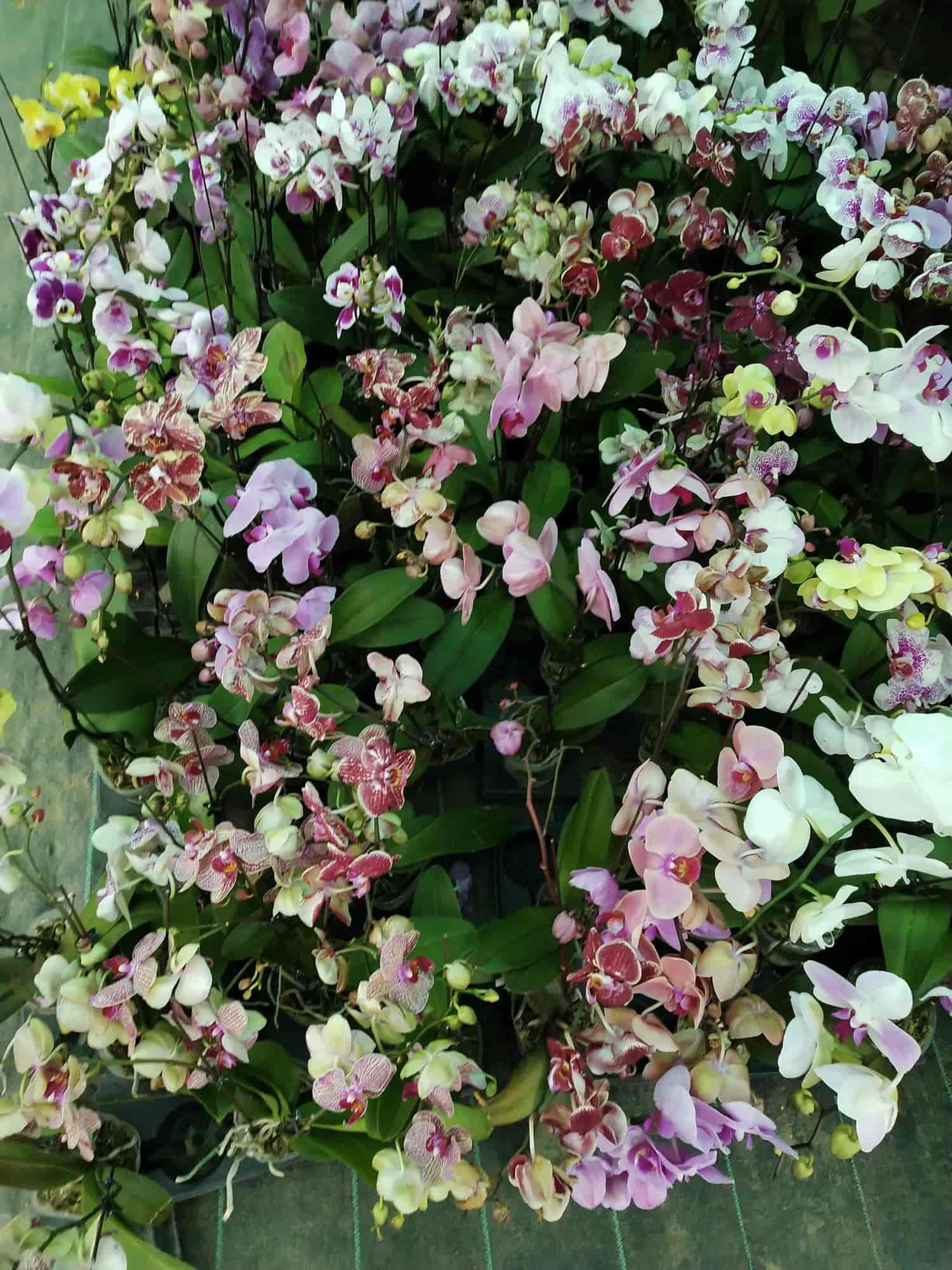 Flower Nursery Statesboro Ga Best Flower Site