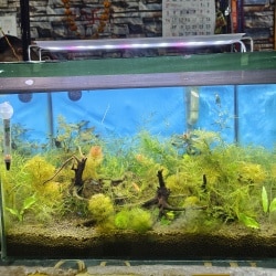 Fish tank dealers sales