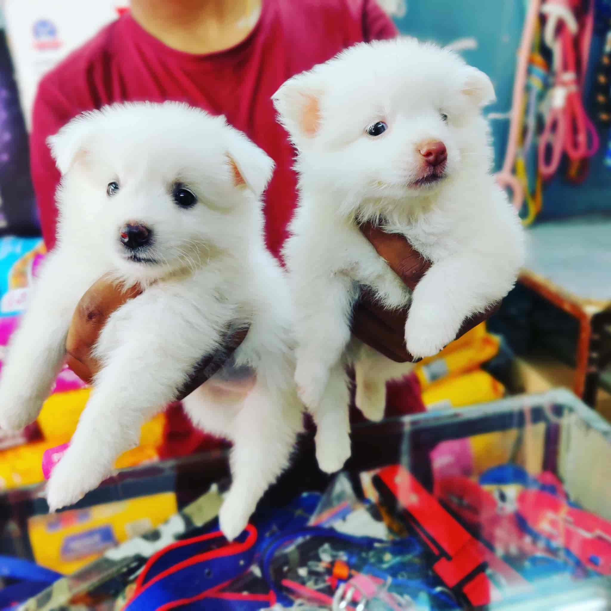 Top Dog Training Centres in Lashkar Best Pets Training Gwalior near