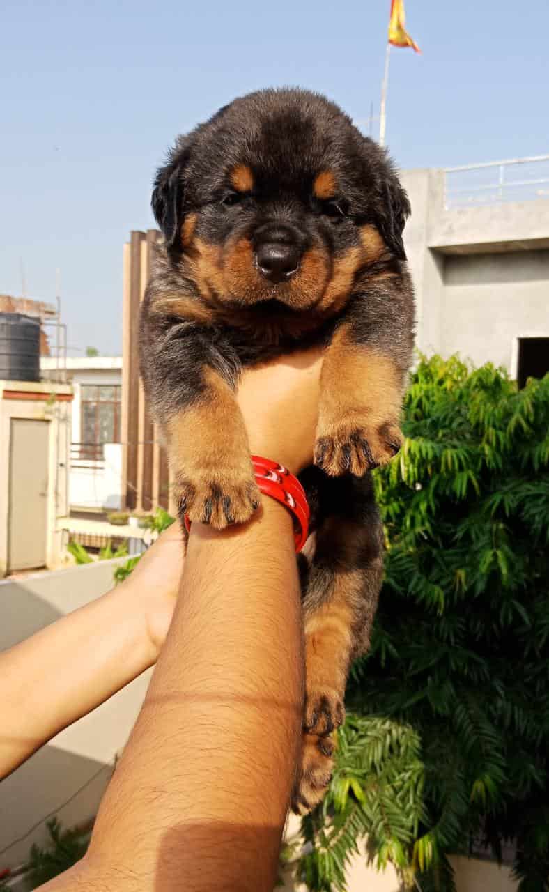 Top Pet Shops For Labrador Dog In Phool Bagh Best Labrador Dog Dealers Gwalior Justdial
