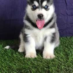 Yogi Pet Store in Roxy Road Lashkar Gwalior Best Pet Shops in