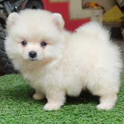 Pet shop near me dog outlet