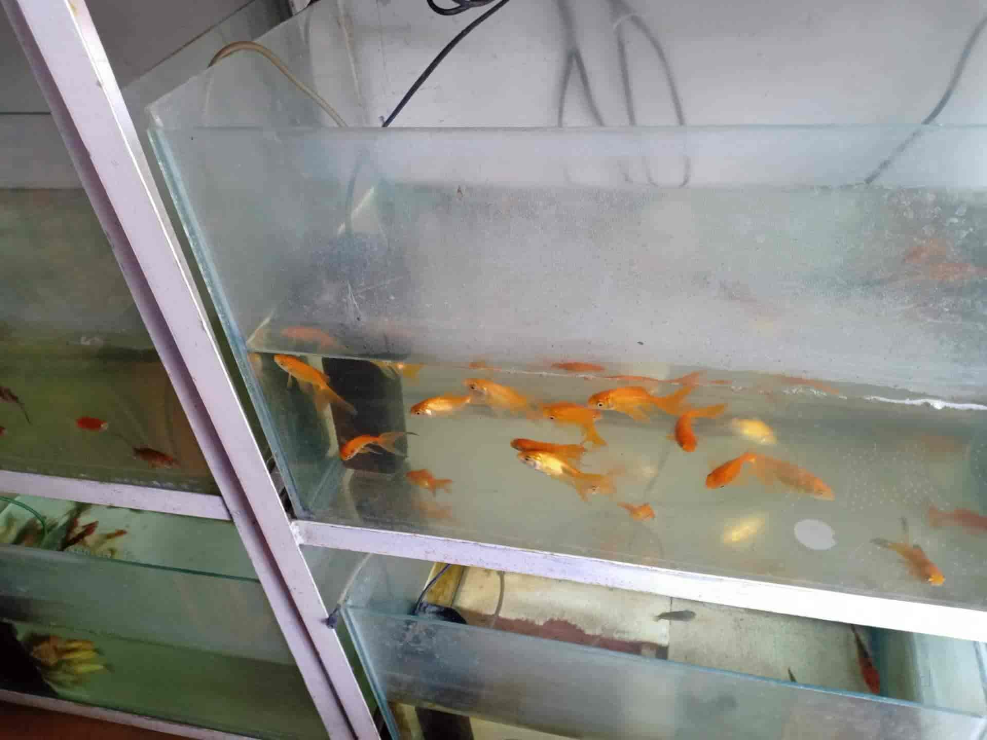 Top Aquarium Fish Wholesalers in Haldwani एक्वेरियम फिश व्होलेसलेर्स