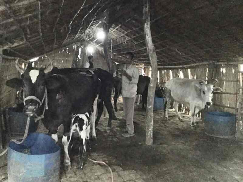 Top Animal Welfare Organisations In Haridwar Best Ngos For Animal Welfare Justdial