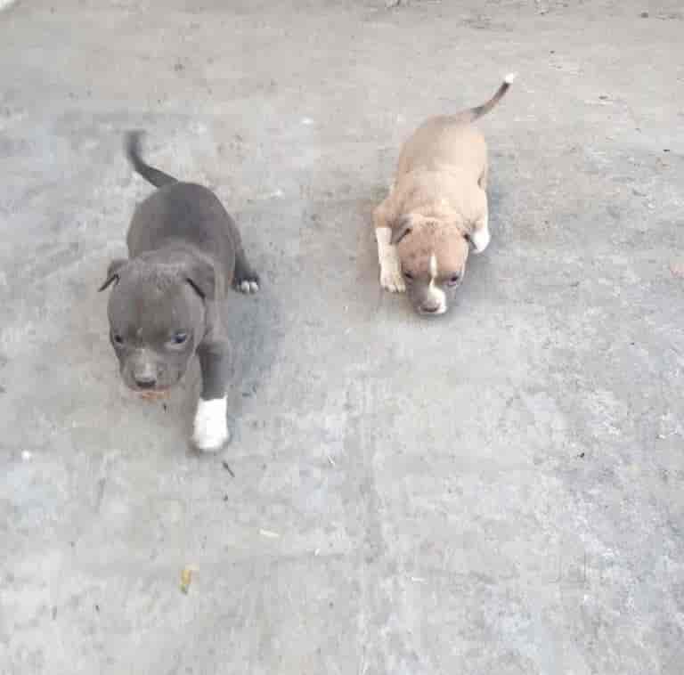 Top Pet Shops For Tibetan Mastiff Dog In Haridwar Best Pet Stores For Tibetan Mastiff Dog Justdial