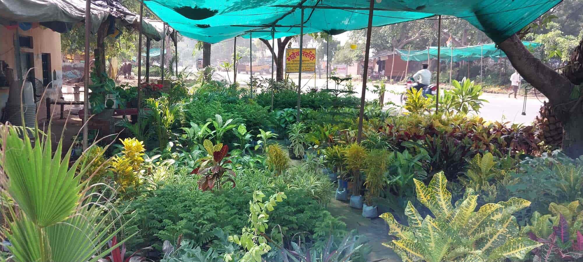 Top Plant Nurseries in Sasni,Hathras Best Government Plant Nurseries