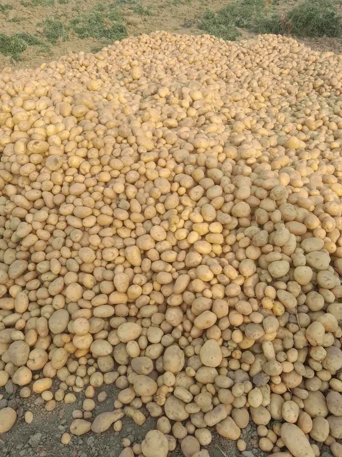 Top Potato Distributors in Delhi near me - Justdial