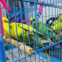 Exotic Pet Bird Shop in Azad Nagar Hissar Best Pet Shops near me in Hissar Justdial