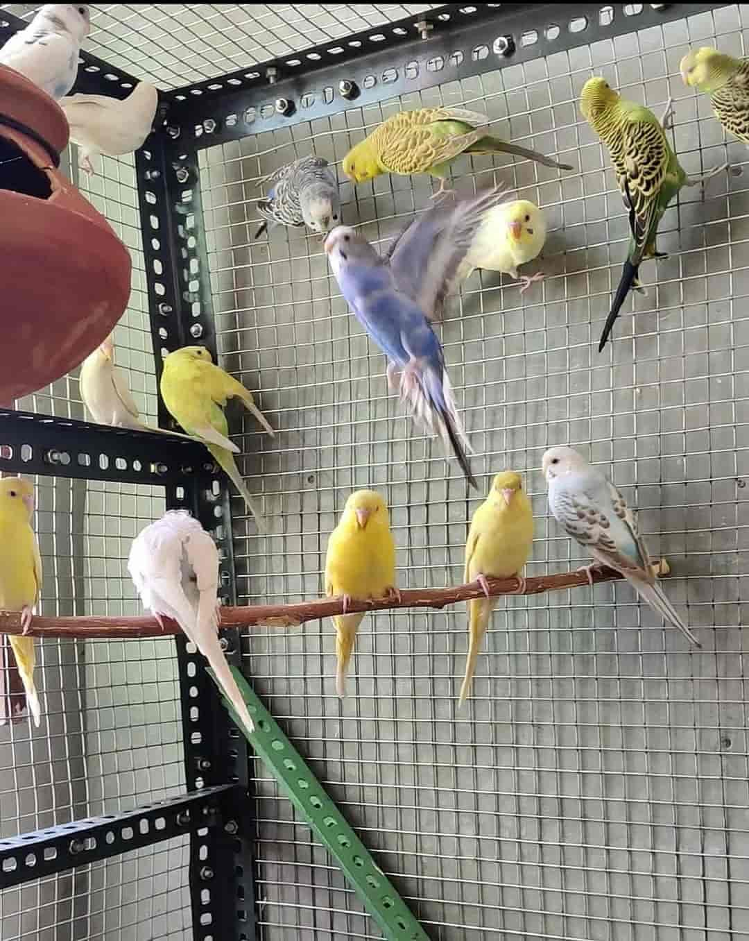 Canary bird shop near me sale