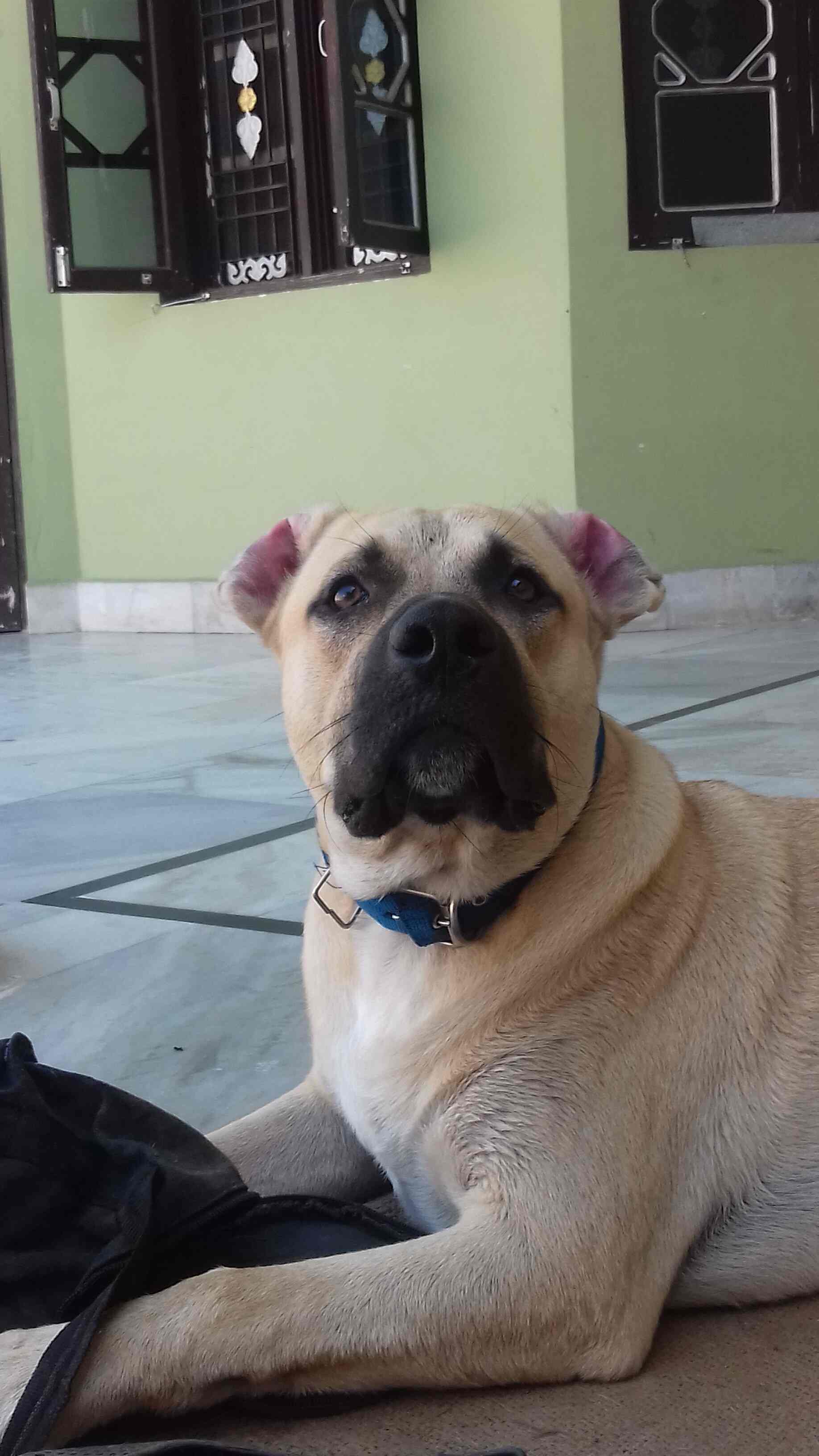 Top Wooden Dog Kennel Dealers in Khanna near me Justdial