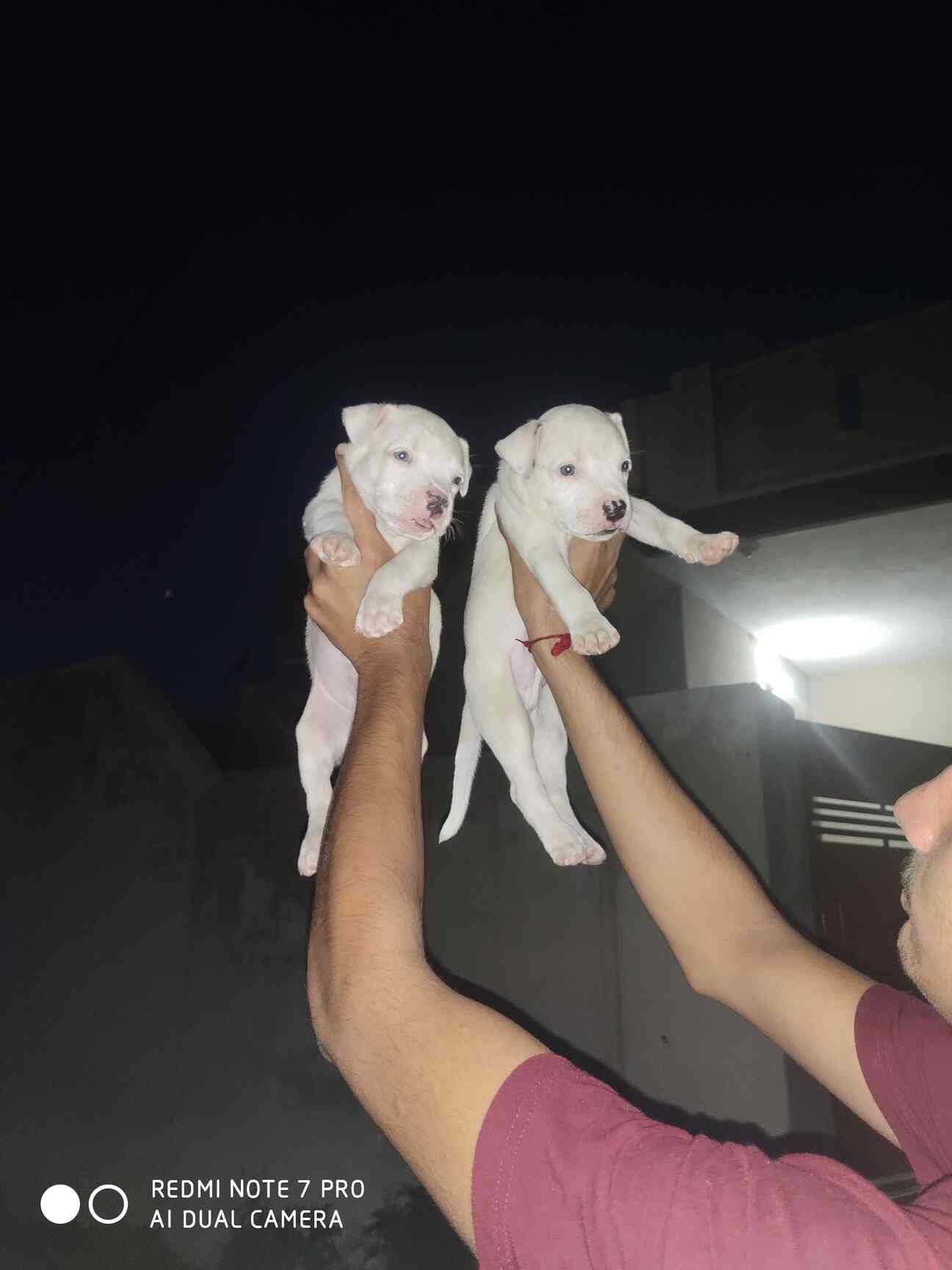 Top Wooden Dog Kennel Dealers in Khanna near me Justdial