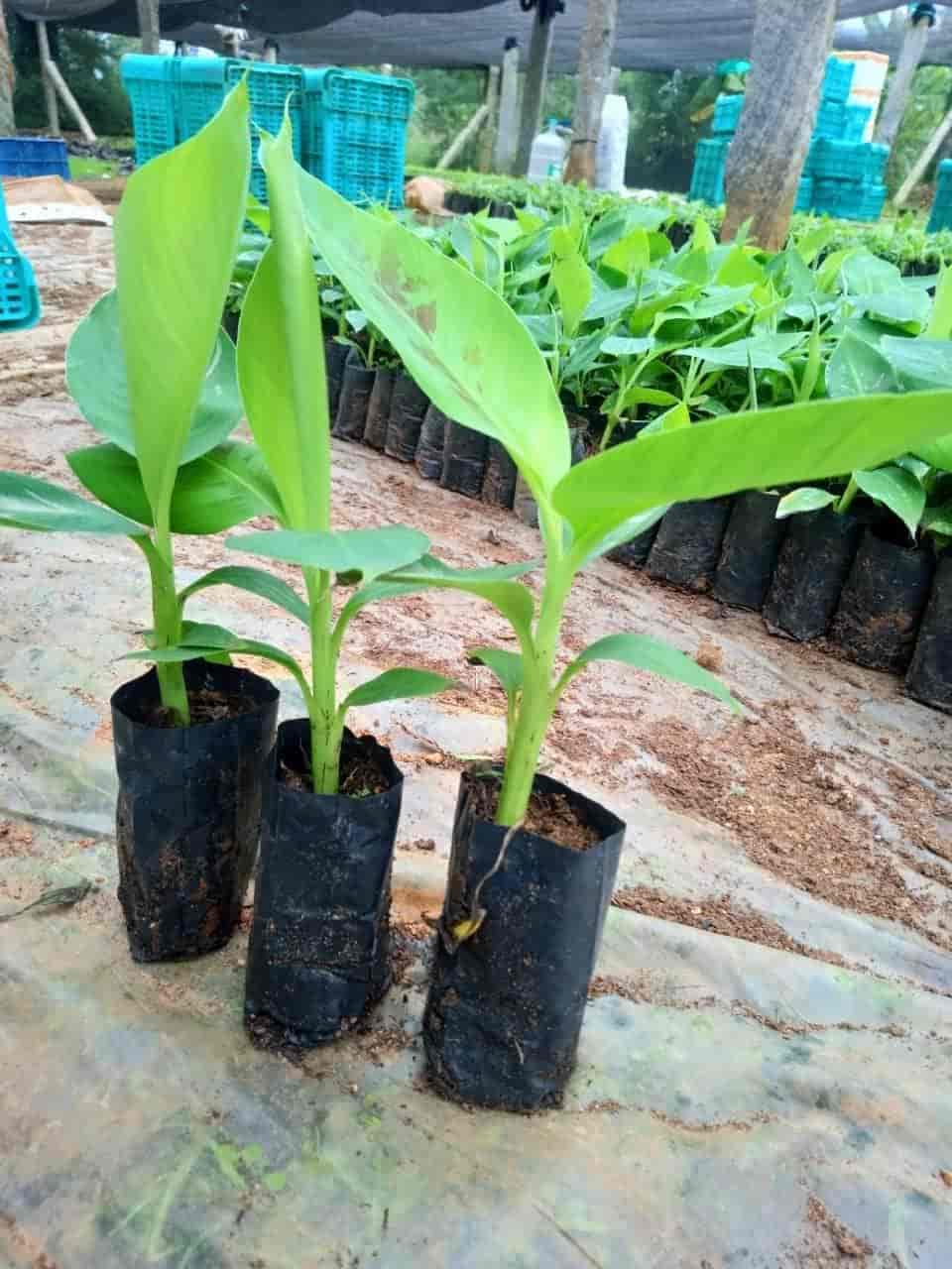 Top Sandalwood Plant Nurseries in Hosur सन्दलवुड प्लांट नर्सरीज