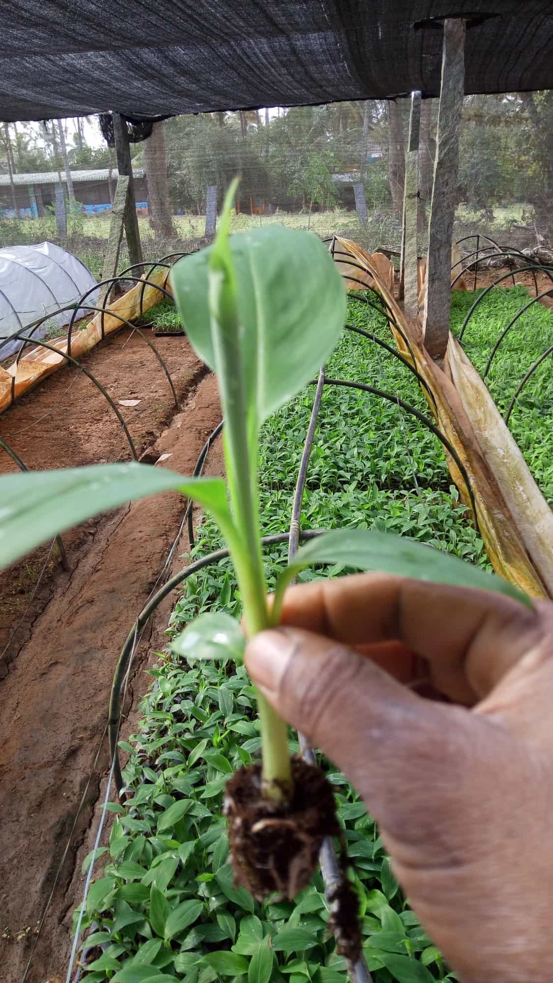 Top Sandalwood Plant Nurseries in Hosur सन्दलवुड प्लांट नर्सरीज