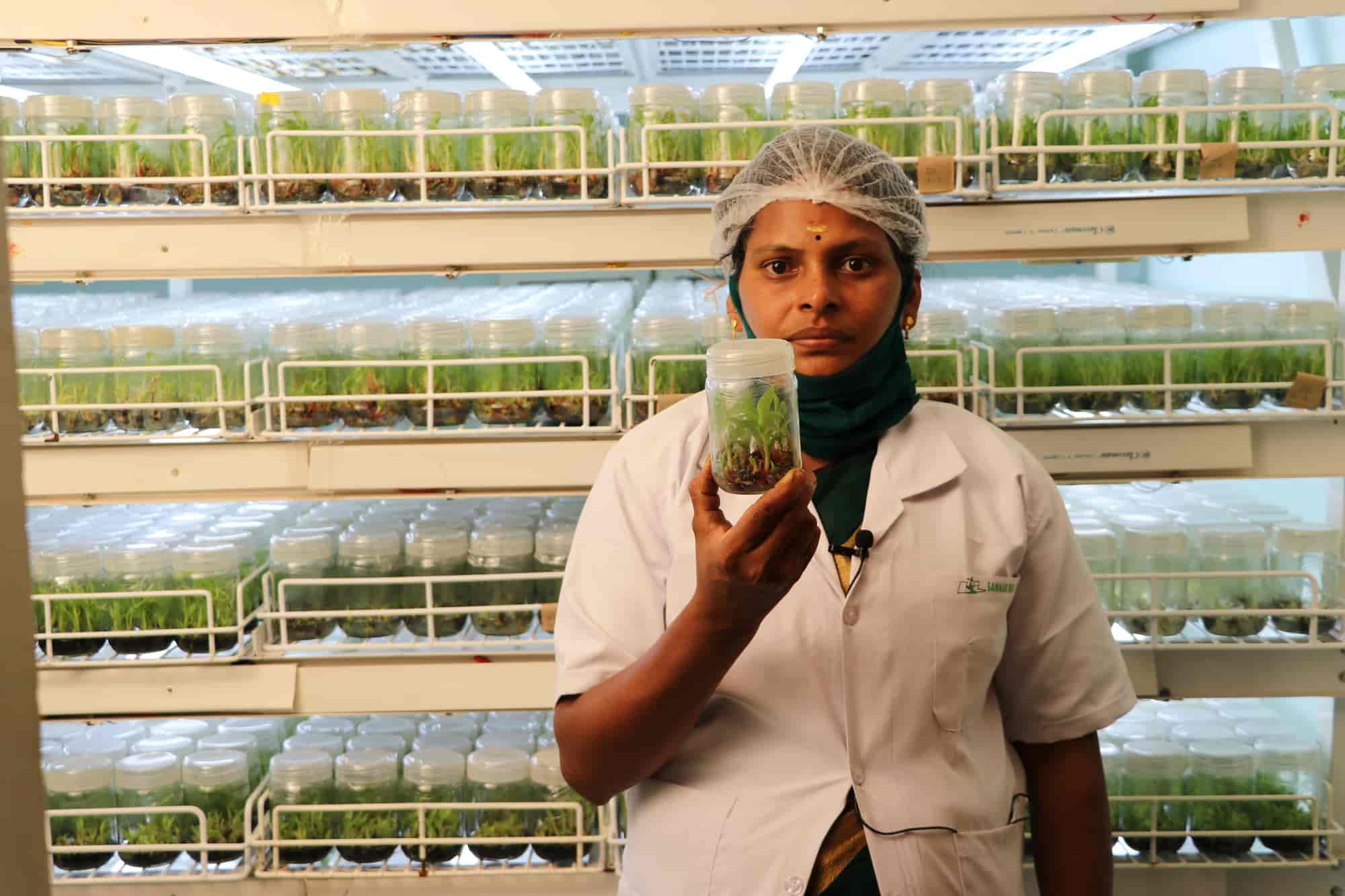 Top Sandalwood Plant Nurseries in Hosur सन्दलवुड प्लांट नर्सरीज