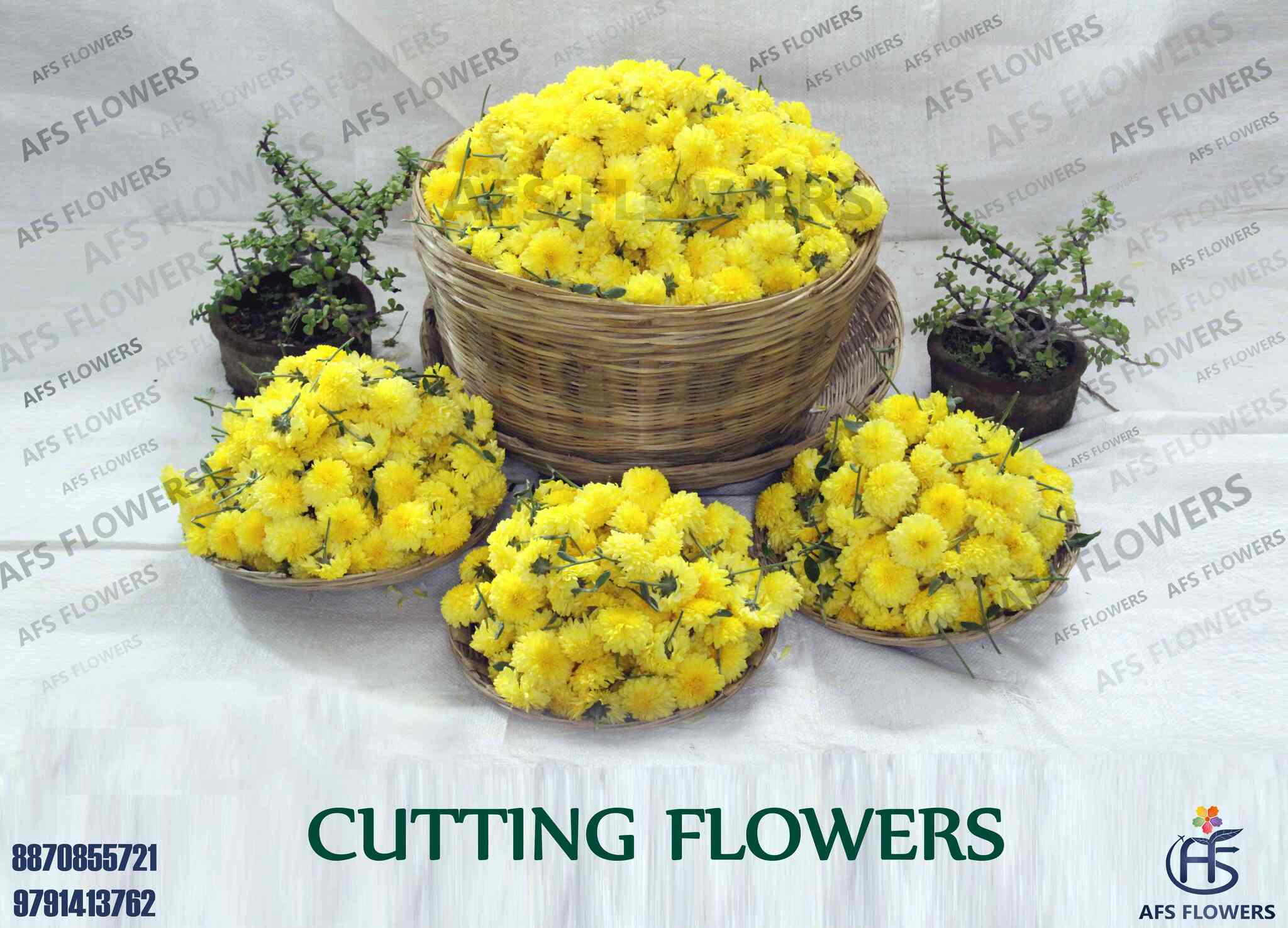 Top Flower Shops in Hosur Best Florists near me Justdial