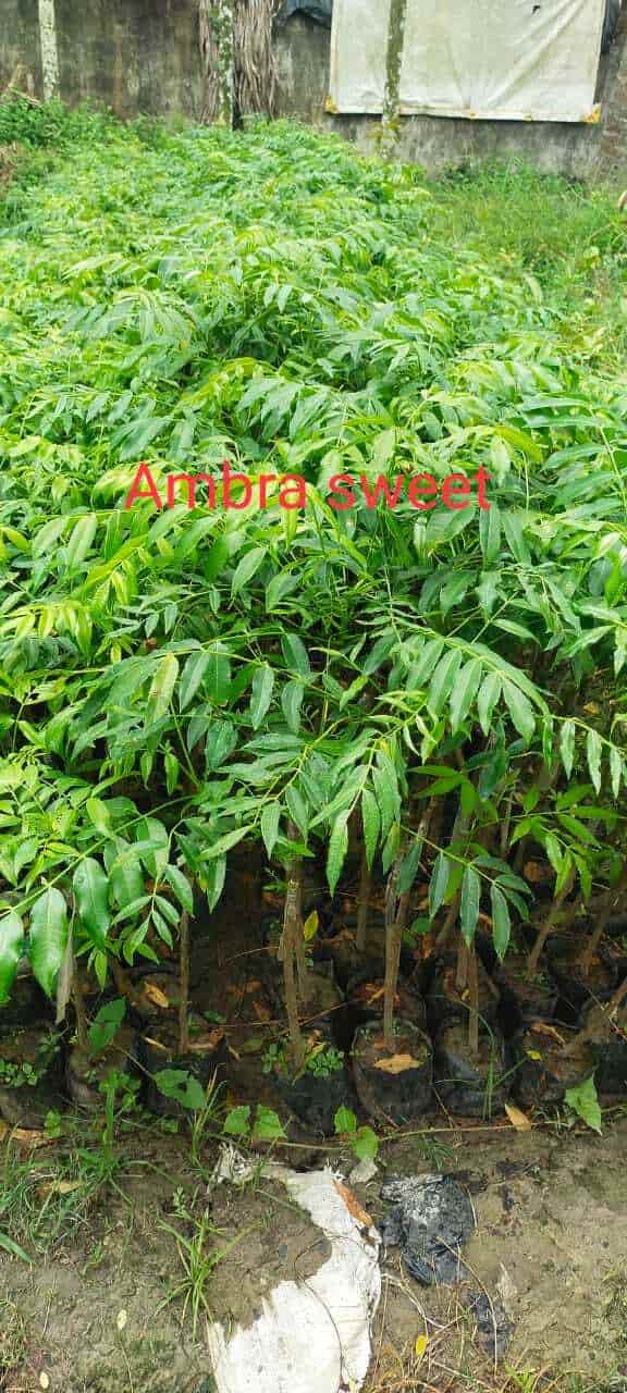 Catalogue Blooming Nursery in Hosur Justdial