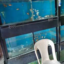 Fish tanks city farmers best sale