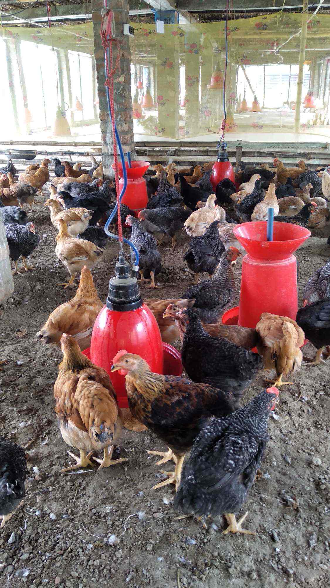 M&K Poultry Farm in Sijberia,Howrah Best Poultry Farms in Howrah Justdial