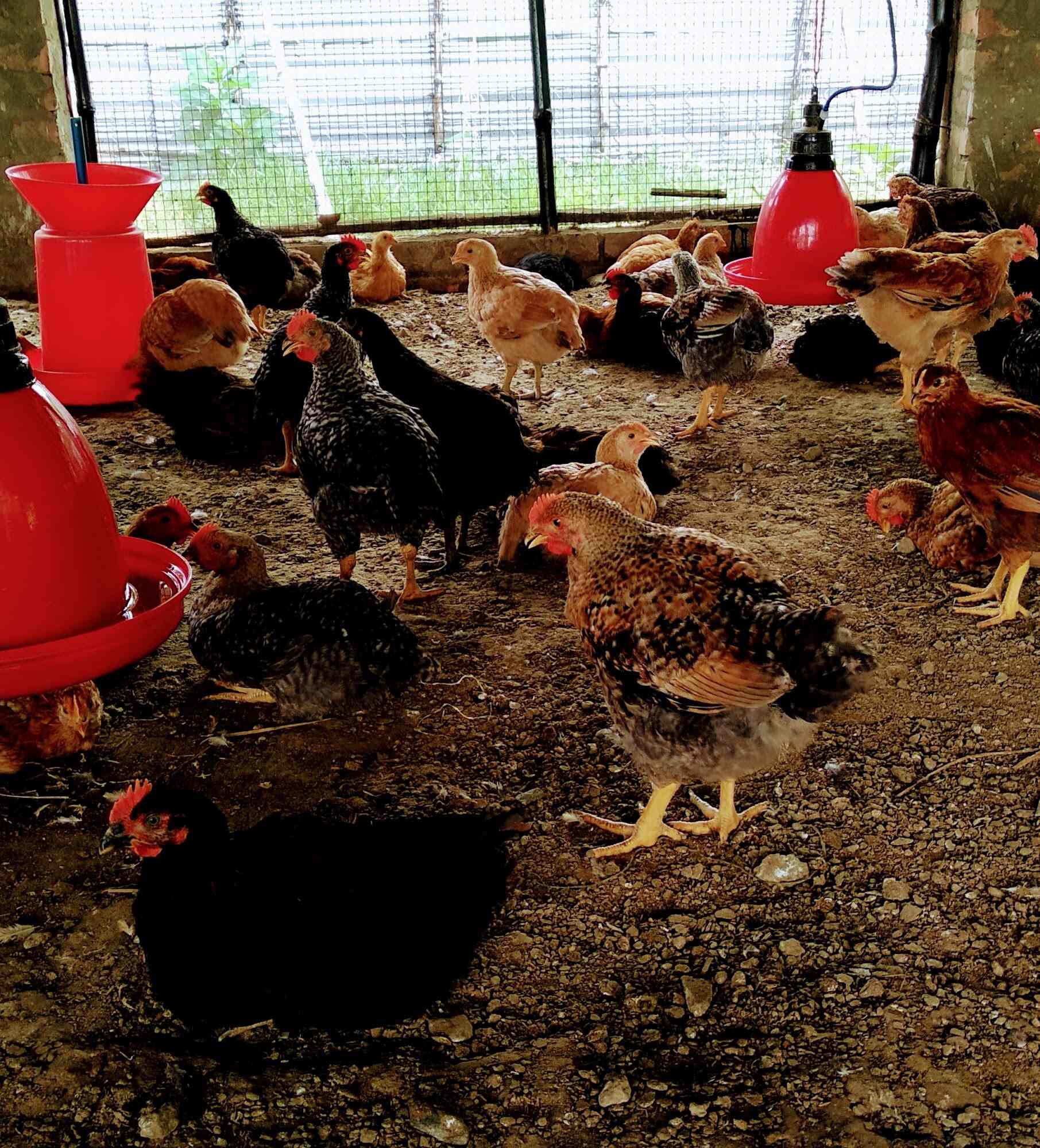 M&K Poultry Farm in Sijberia,Howrah Best Poultry Farms in Howrah Justdial