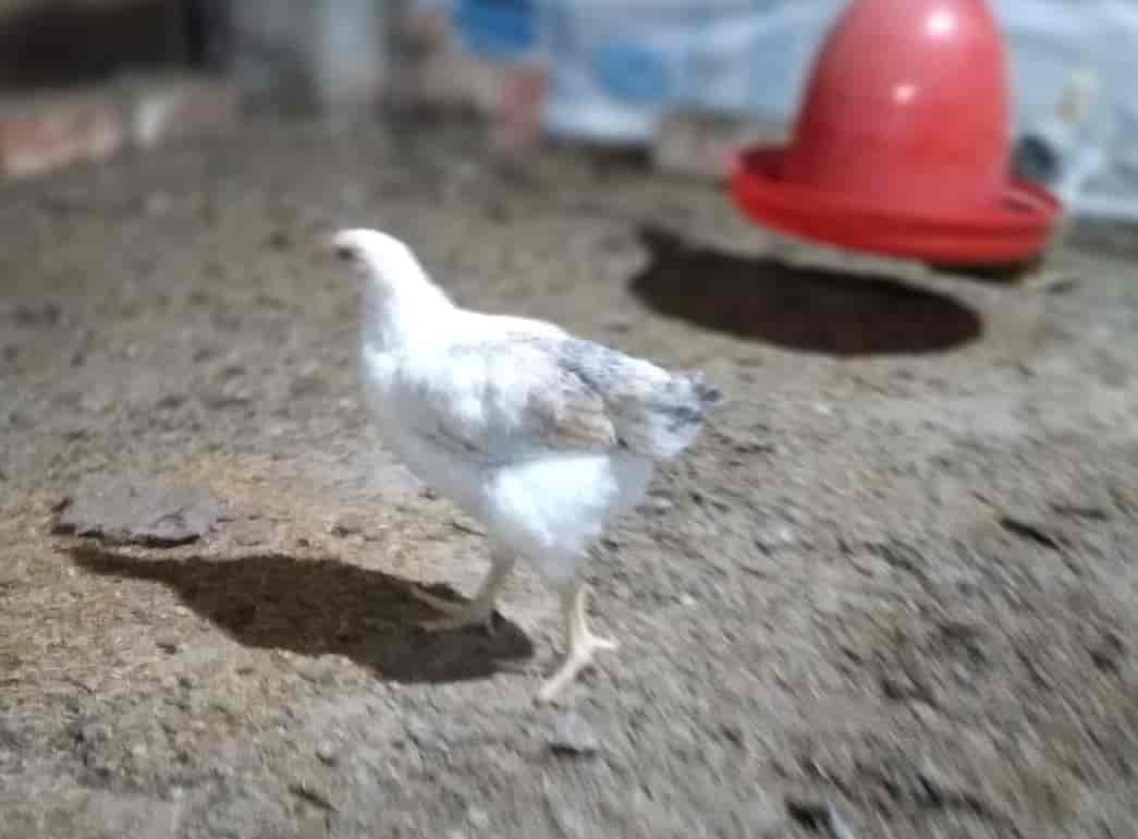 M&K Poultry Farm in Sijberia,Howrah Best Poultry Farms in Howrah Justdial