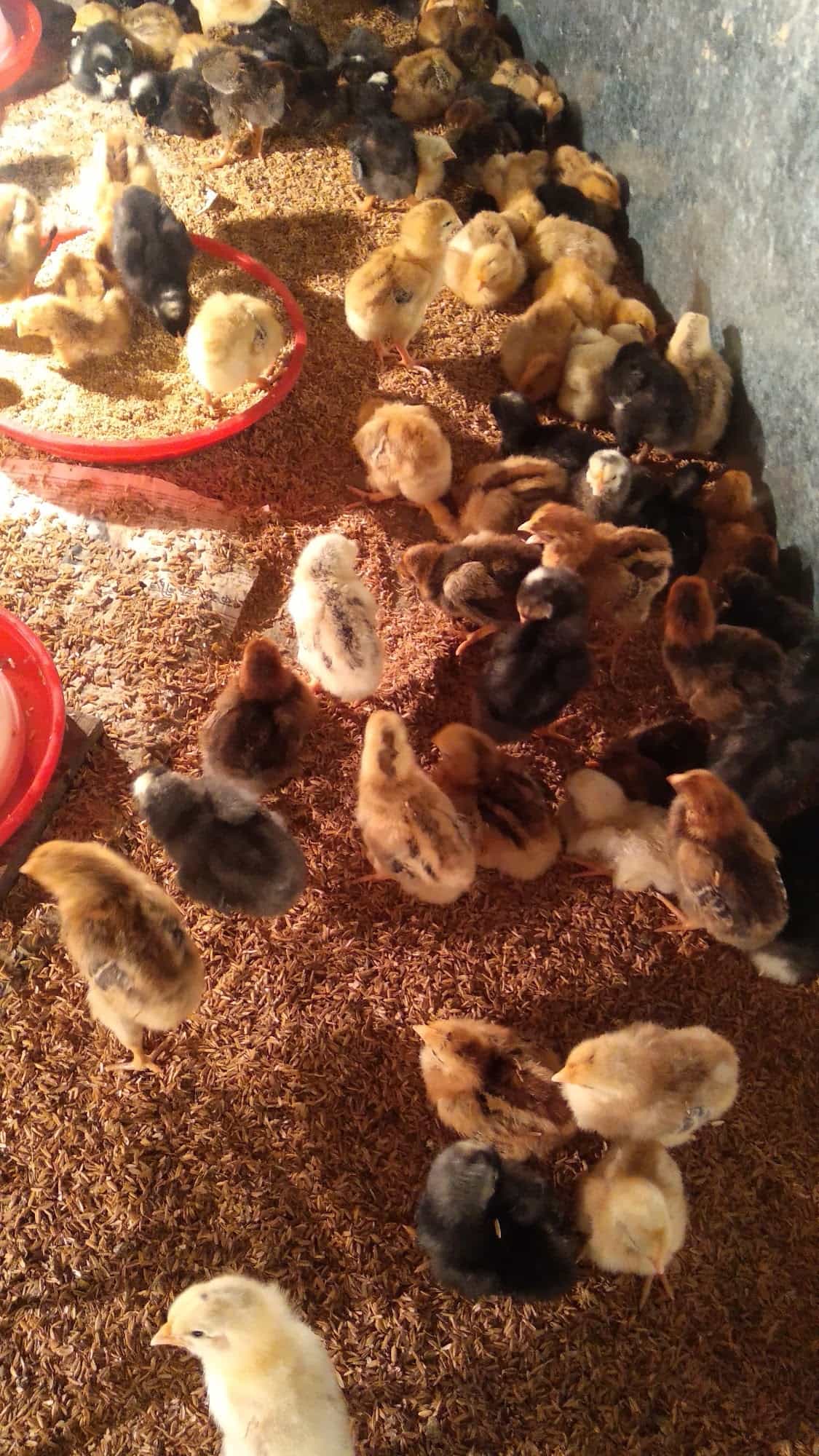 M&K Poultry Farm in Sijberia,Howrah Best Poultry Farms in Howrah Justdial