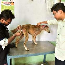 Aastha Animal Shelter Cum Hospital in Lakshmanpur,Howrah - Best Veterinary Hospitals in Howrah - Justdial Aastha Animal Shelter Cum Hospital in Lakshmanpur,Howrah - Best Veterinary Hospitals in Howrah - Justdial