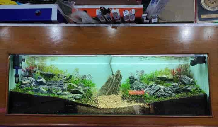 Top Aquariums in Howrah Best Fish Tank Dealers near me Justdial