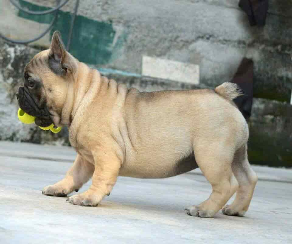 Top Pet Shops For Dog in Vidyanagar Hubli,Hubli Best Pet Supplies