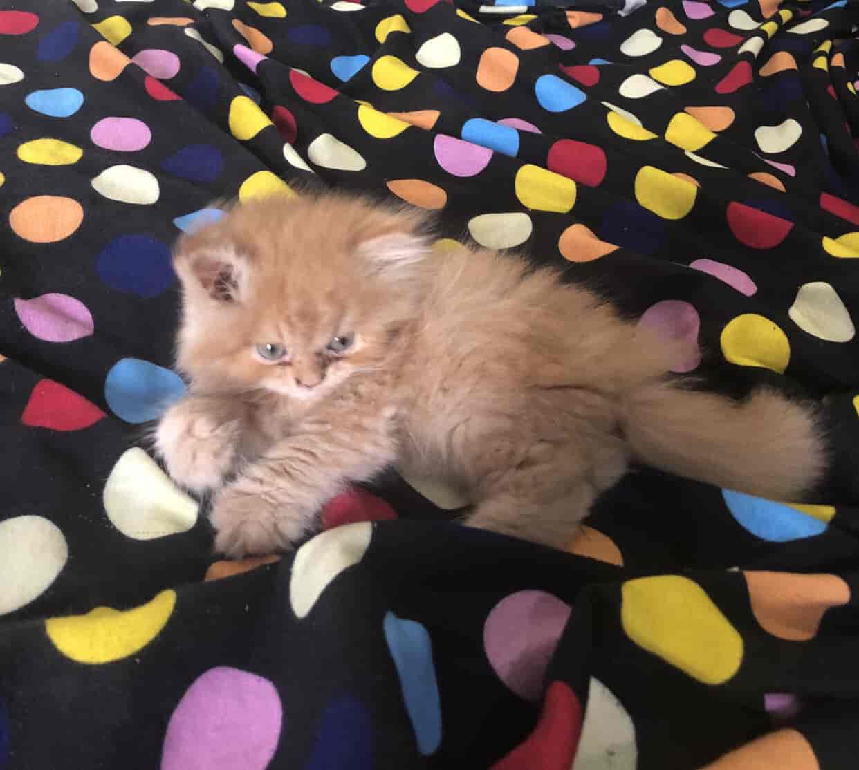 Top Pet Shops in Hyderabad Best Pet Store near me Justdial