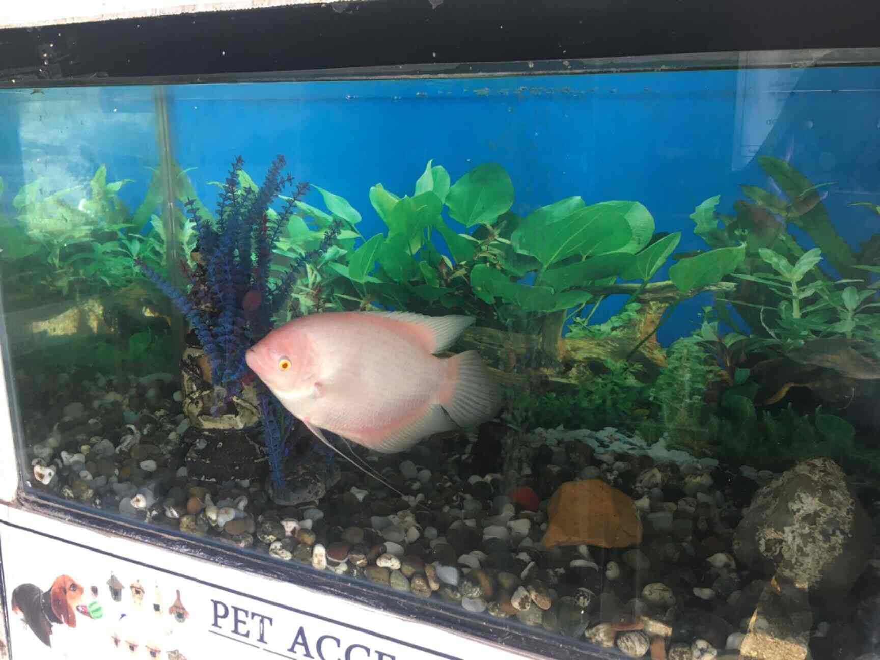 Top Pet Shops For Birds in Dilsukhnagar Best Bird Shops Hyderabad