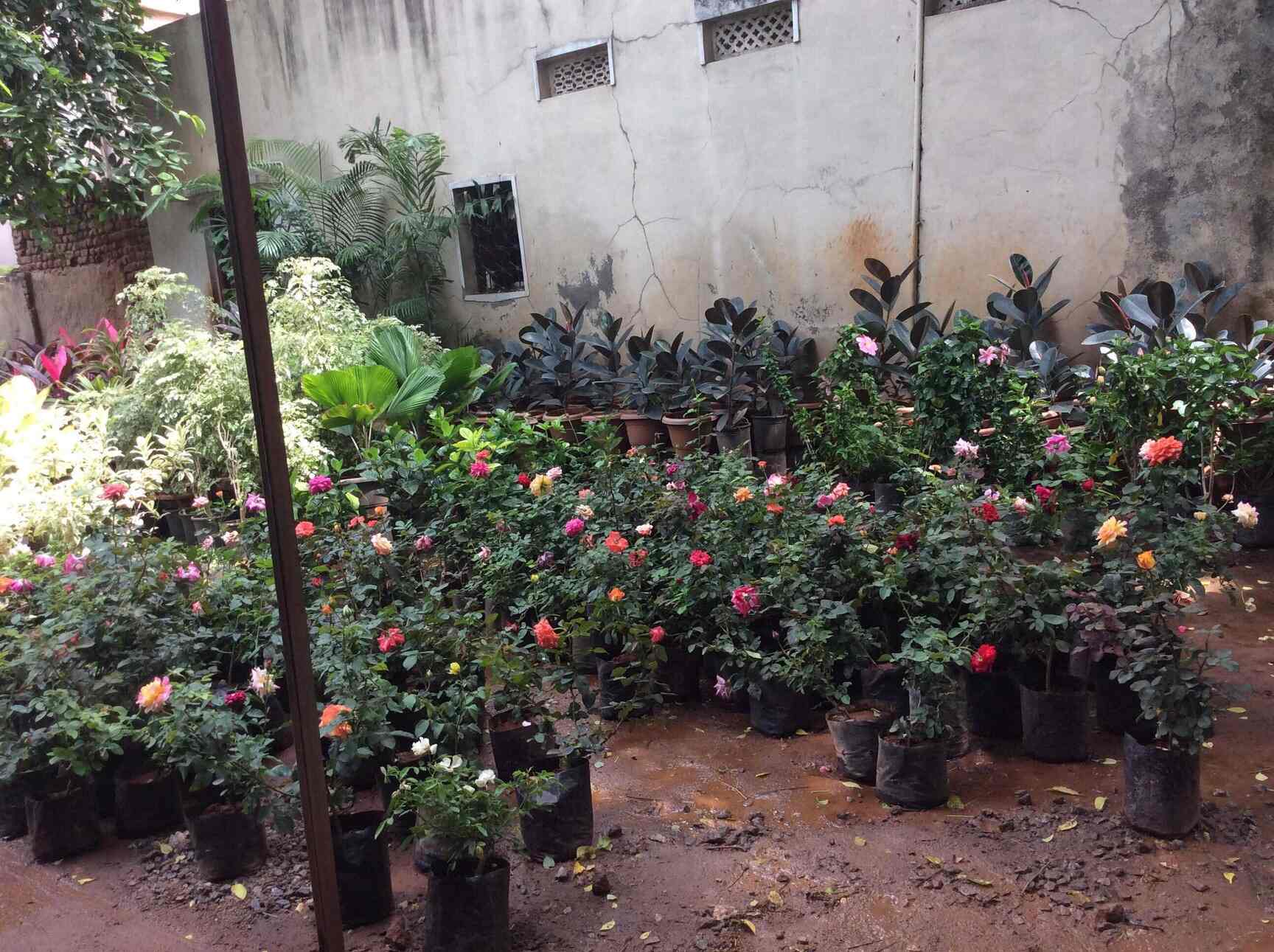 Top 100 Plant Nurseries in Hyderabad Best Nursery Plant Suppliers