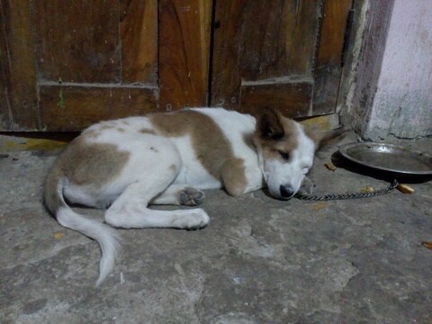 Telangana State Animal Welfare Board in Masab Tank - Best Welfare Organisations in Hyderabad - Justdial Telangana State Animal Welfare Board in Masab Tank - Best Welfare Organisations in Hyderabad - Justdial