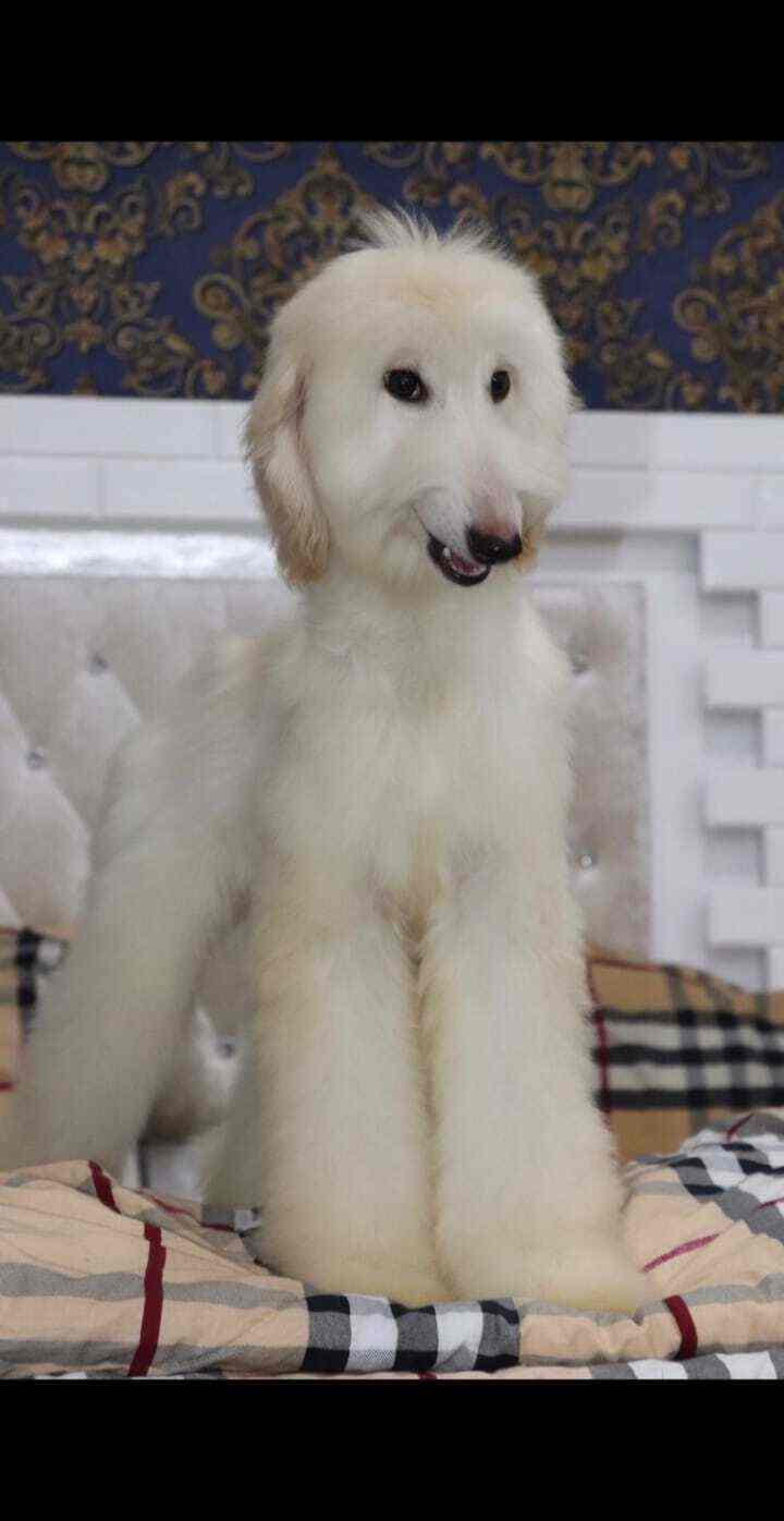 Ca 9 Avia Kennel in Chikkadpally,Hyderabad Best Kennel Service in