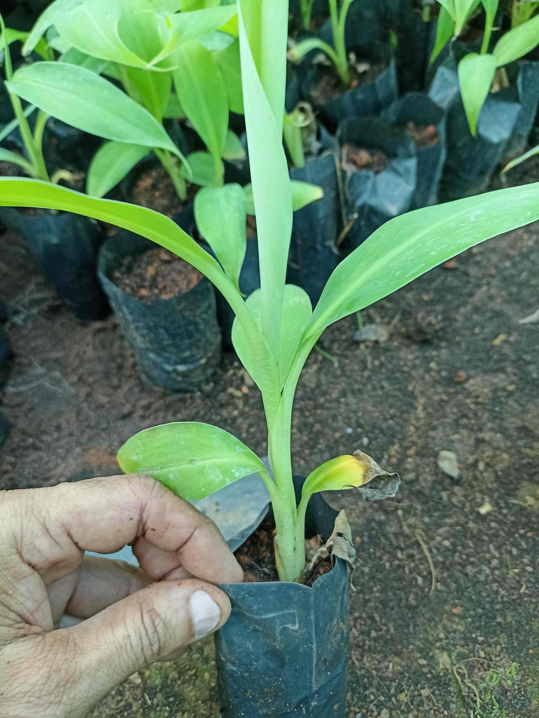 Top Banana Tissue Culture Plant Manufacturers in Kompally, Hyderabad