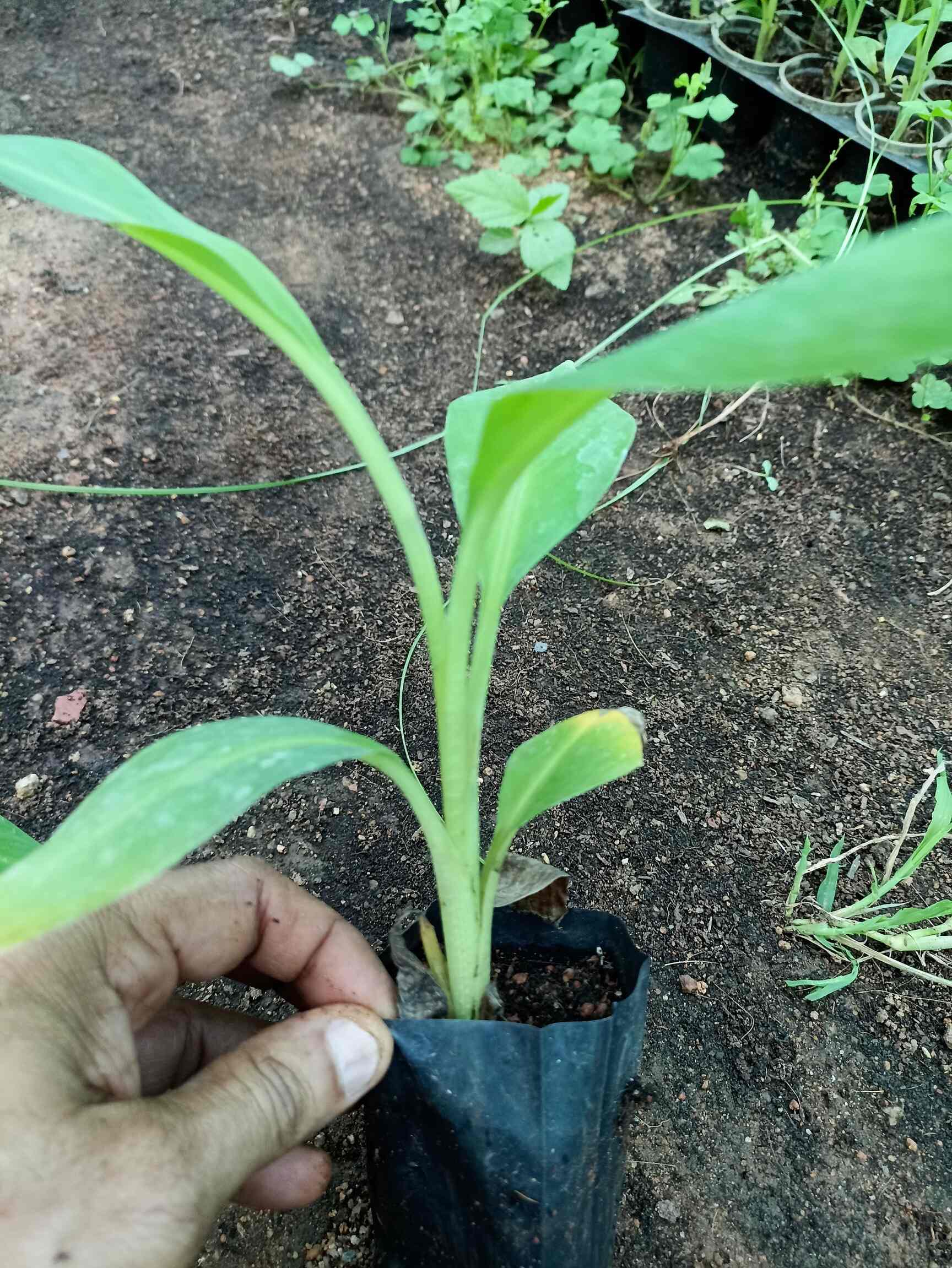 Top Banana Tissue Culture Plant Manufacturers in Kompally, Hyderabad