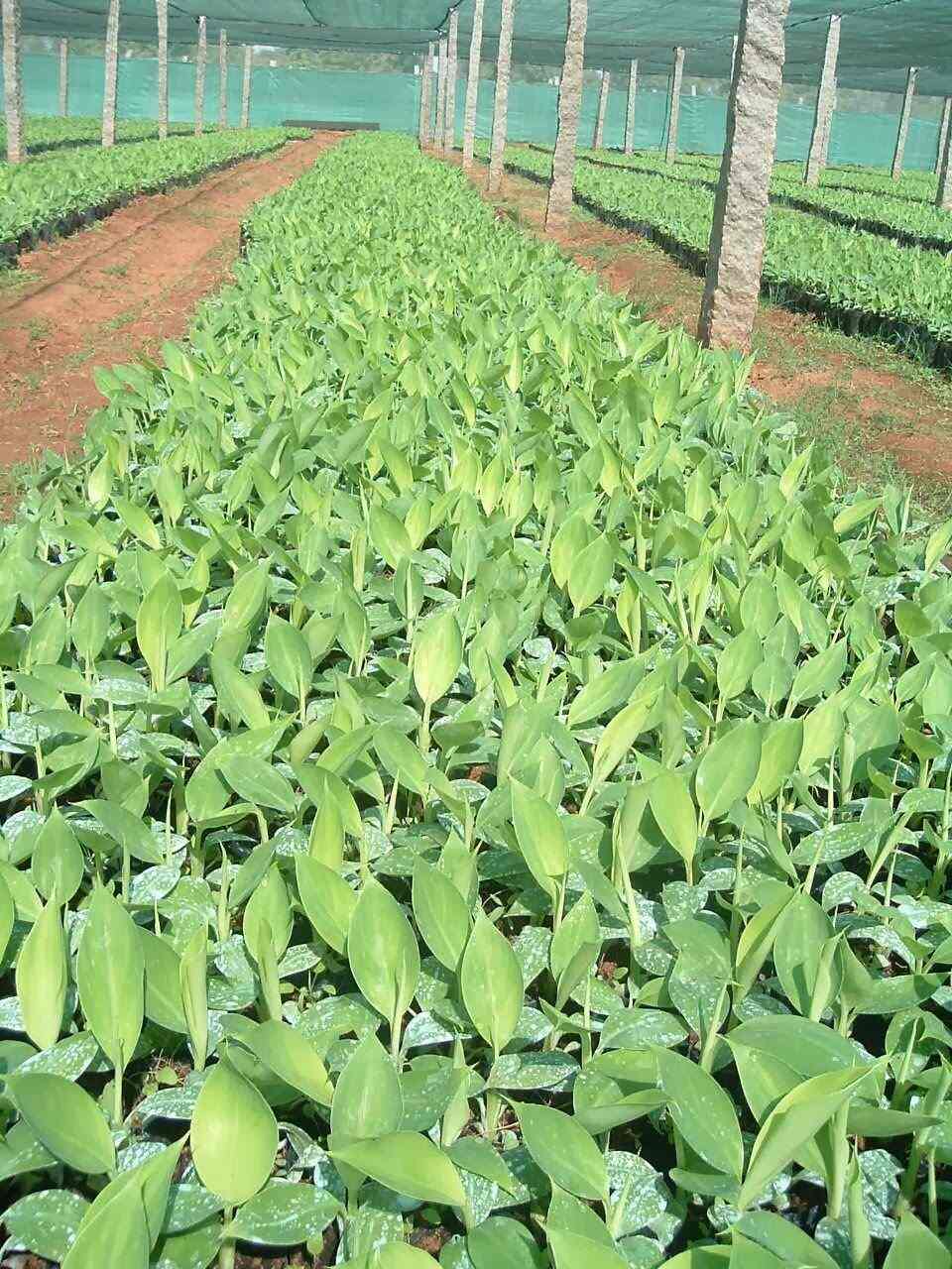 Top Banana Tissue Culture Plant Manufacturers in Kompally, Hyderabad