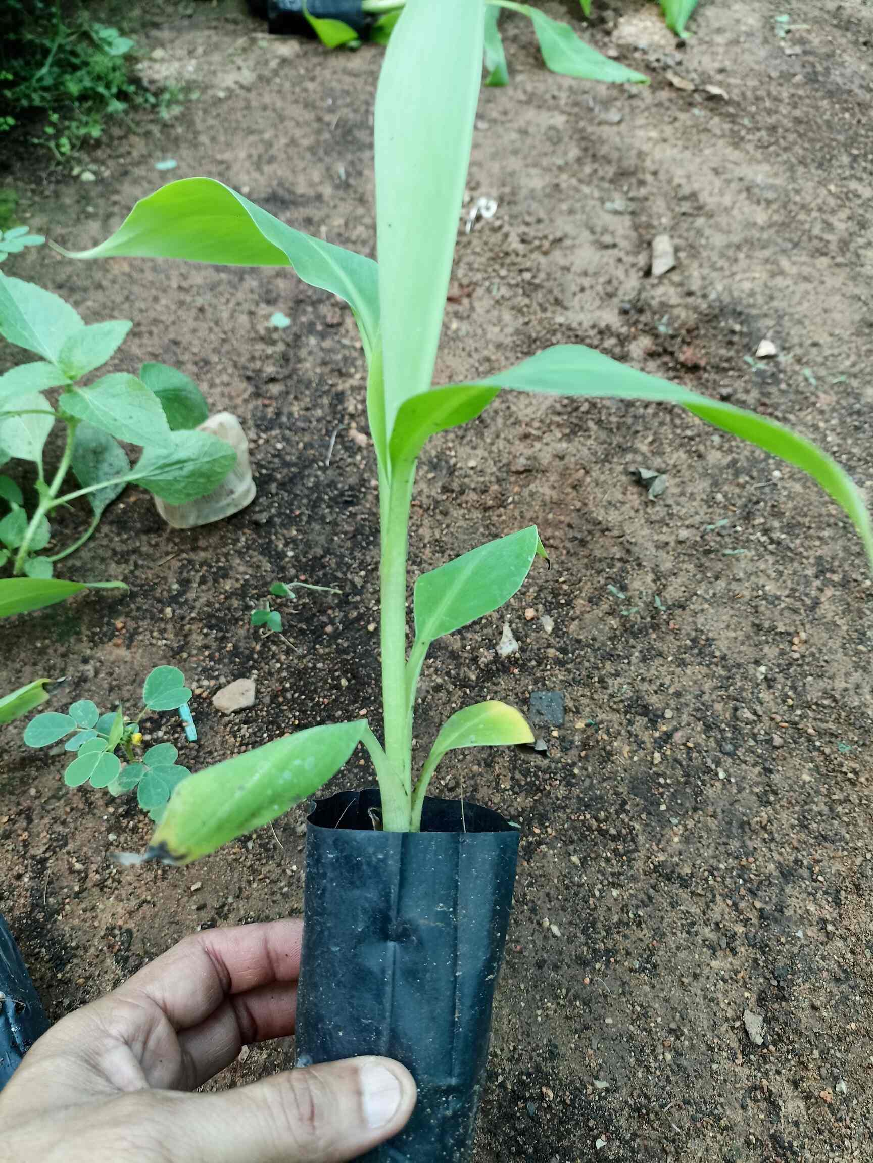 Top Banana Tissue Culture Plant Manufacturers in Kompally, Hyderabad