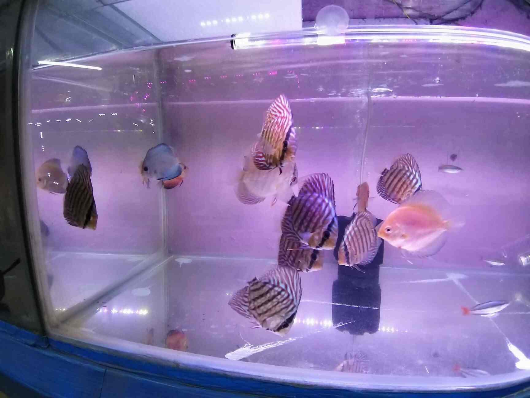 Top Aquarium Fish Wholesalers in King Koti, Hyderabad एक्वेरियम फिश