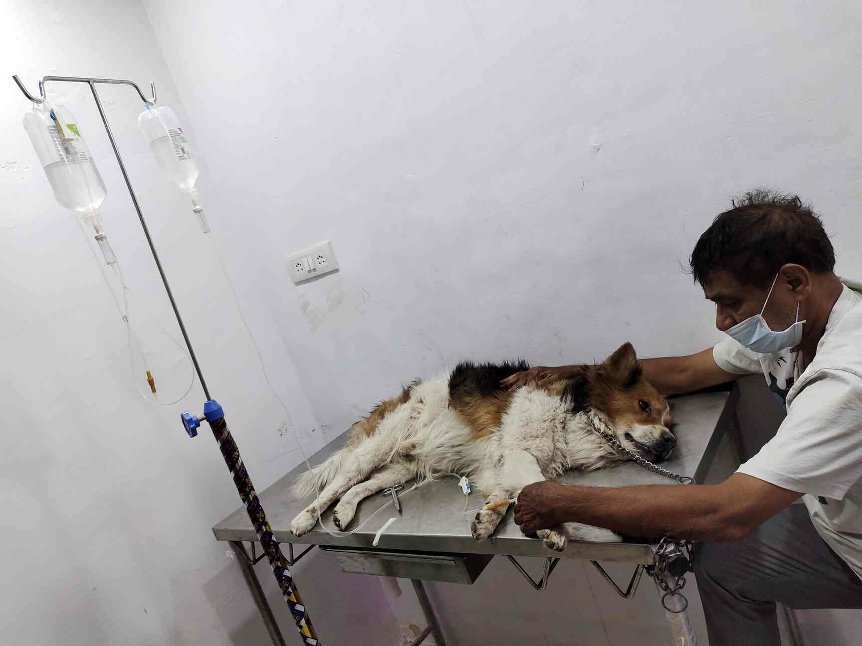 Pet Shine Clinic in Himayat Nagar,Hyderabad Best Veterinary Clinics