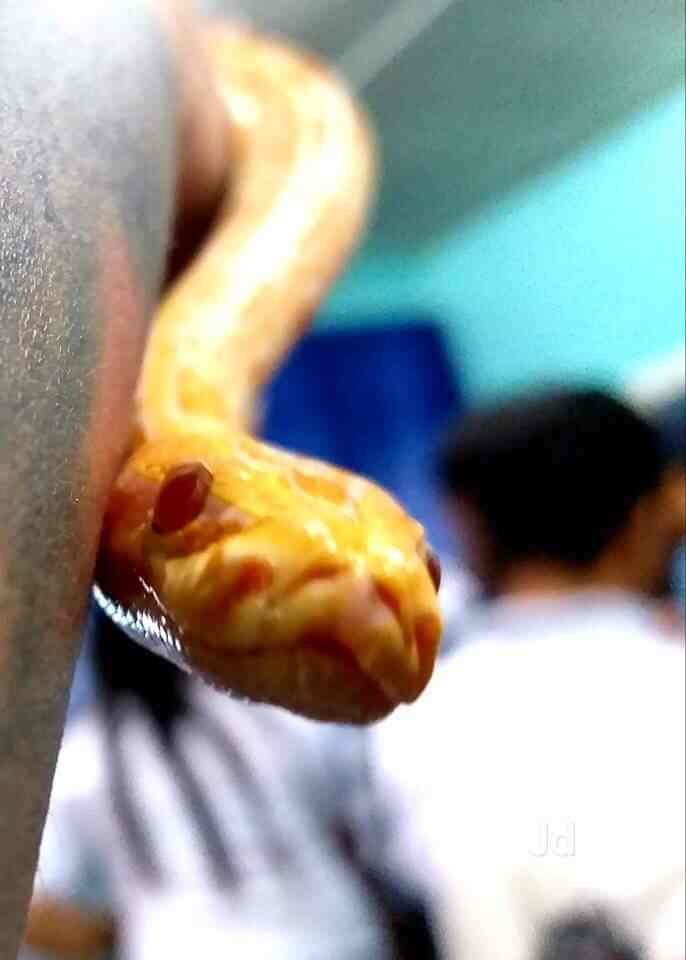 Ysh Exotic Pets, Kukatpally Pet Food Dealers in Hyderabad, Hyderabad