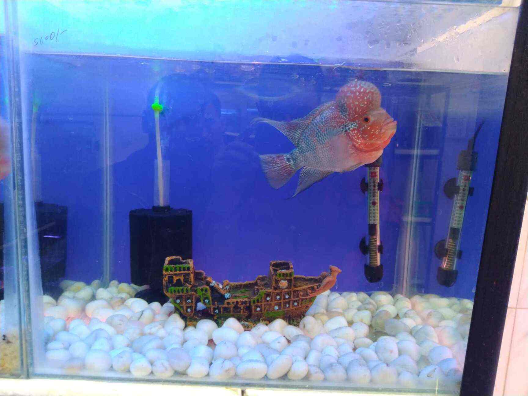 Atlantis Aquariums Kukatpally Aquarium Fish Dealers In Hyderabad Justdial