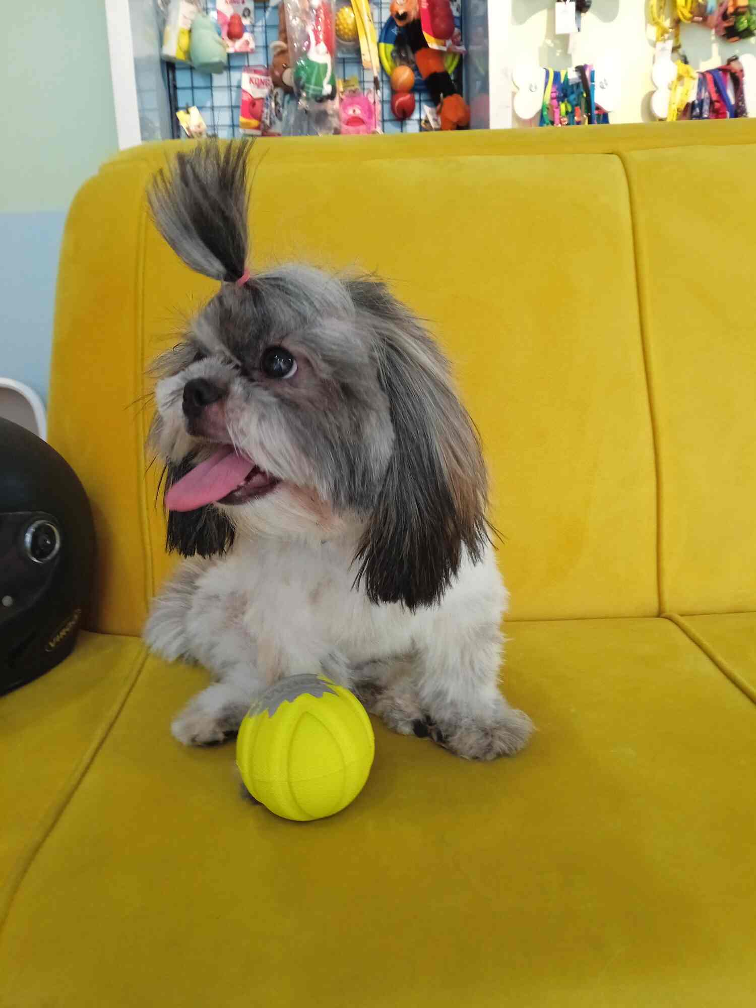 Top Cat Hostels in Sainikpuri Best Cat Boarding Services Hyderabad