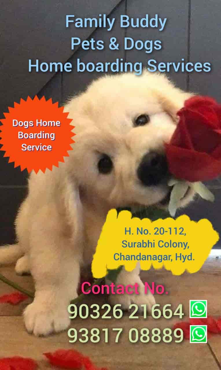 Top Cat Hostels in Sainikpuri Best Cat Boarding Services Hyderabad