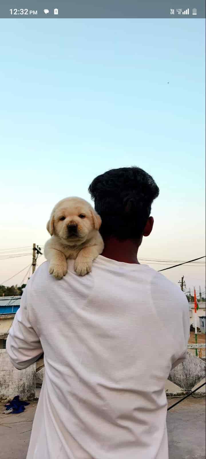 Jsr Pet Service in Bachupally,Hyderabad Best Dog Grooming Services in