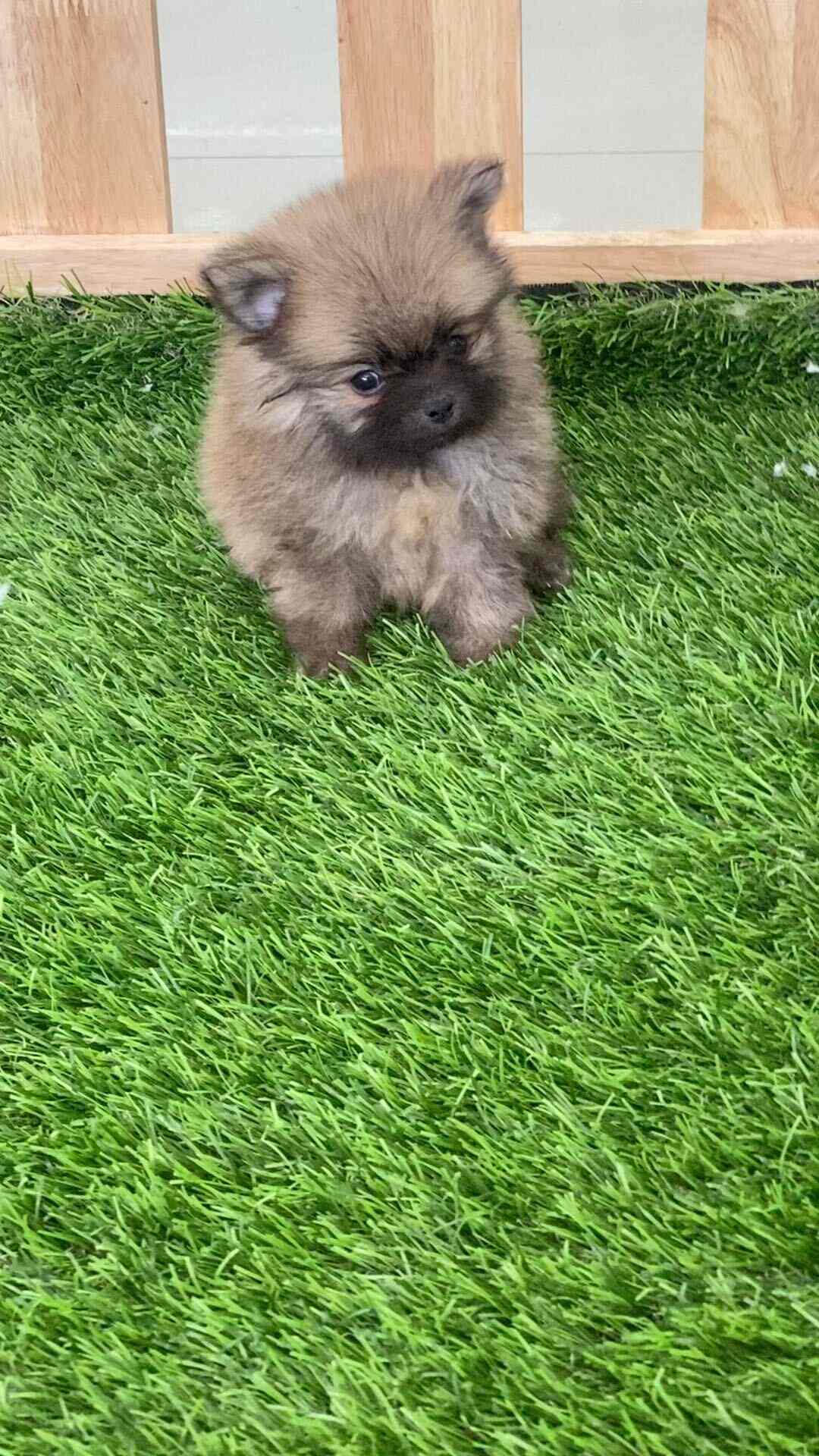 Pets.in, Gachibowli Pet Shops in Hyderabad Justdial