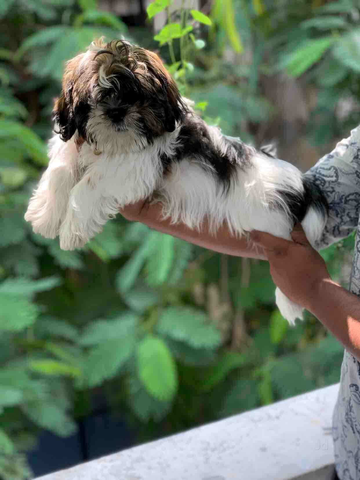 Pets.in in Gachibowli,Hyderabad Best Puppy Wholesalers in Hyderabad