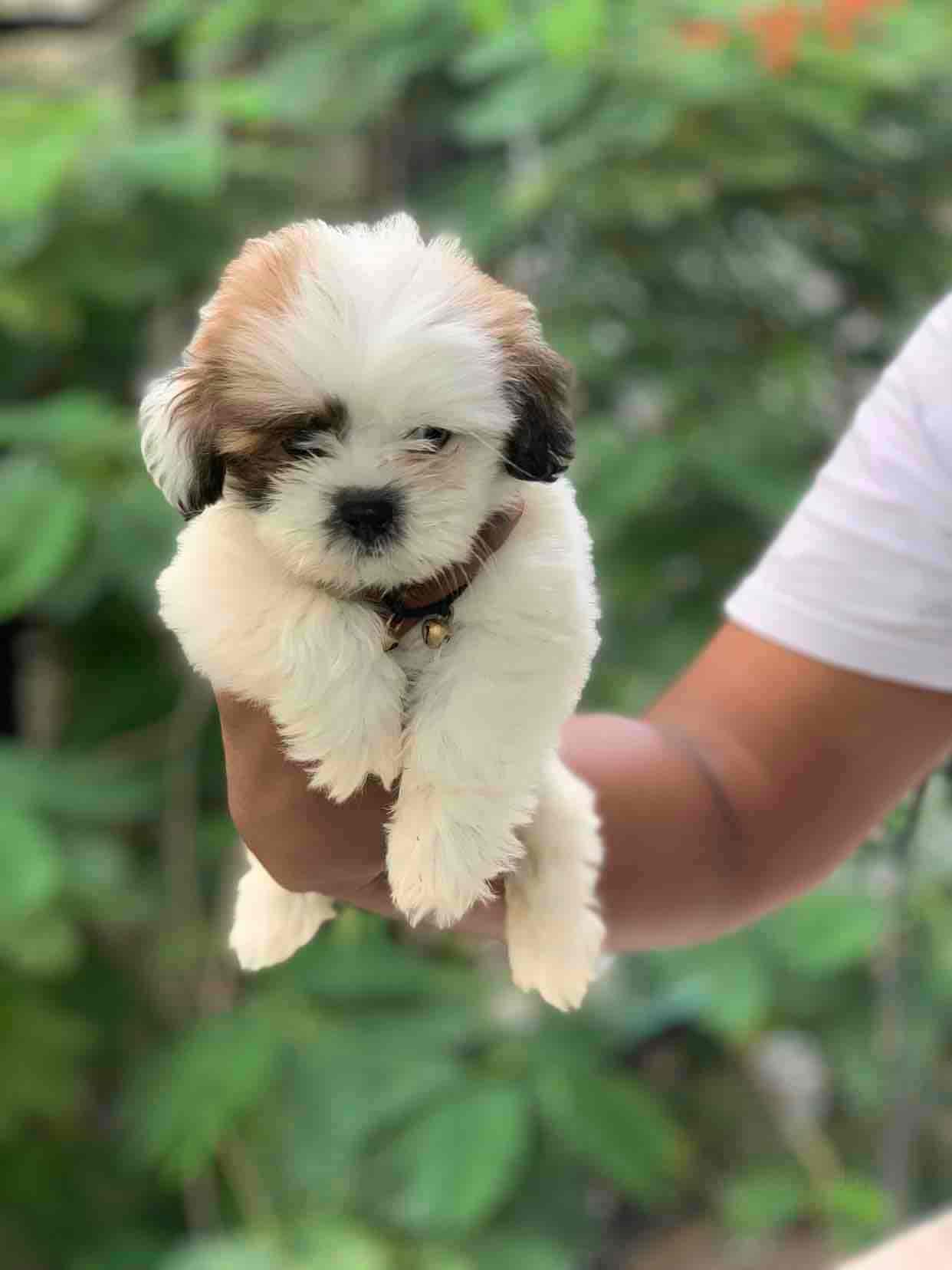Pets.in in Gachibowli,Hyderabad Best Puppy Wholesalers in Hyderabad Justdial