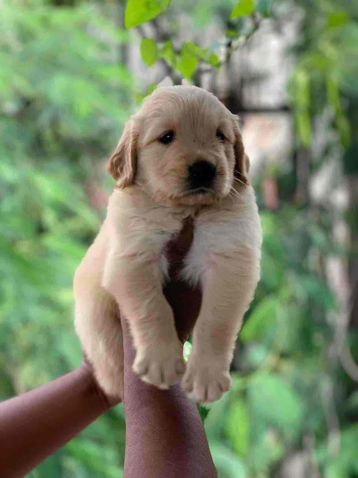 Pets.in in Gachibowli,Hyderabad Best Puppy Wholesalers in Hyderabad