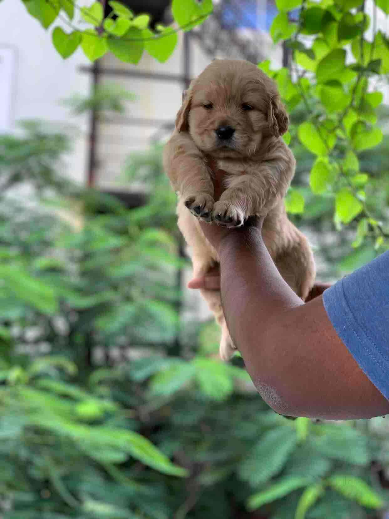 Pets.in in Gachibowli,Hyderabad Best Puppy Wholesalers in Hyderabad