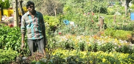 Top 100 Plant Nurseries In Patancheru Best Nursery Services Vinayaka Nursery